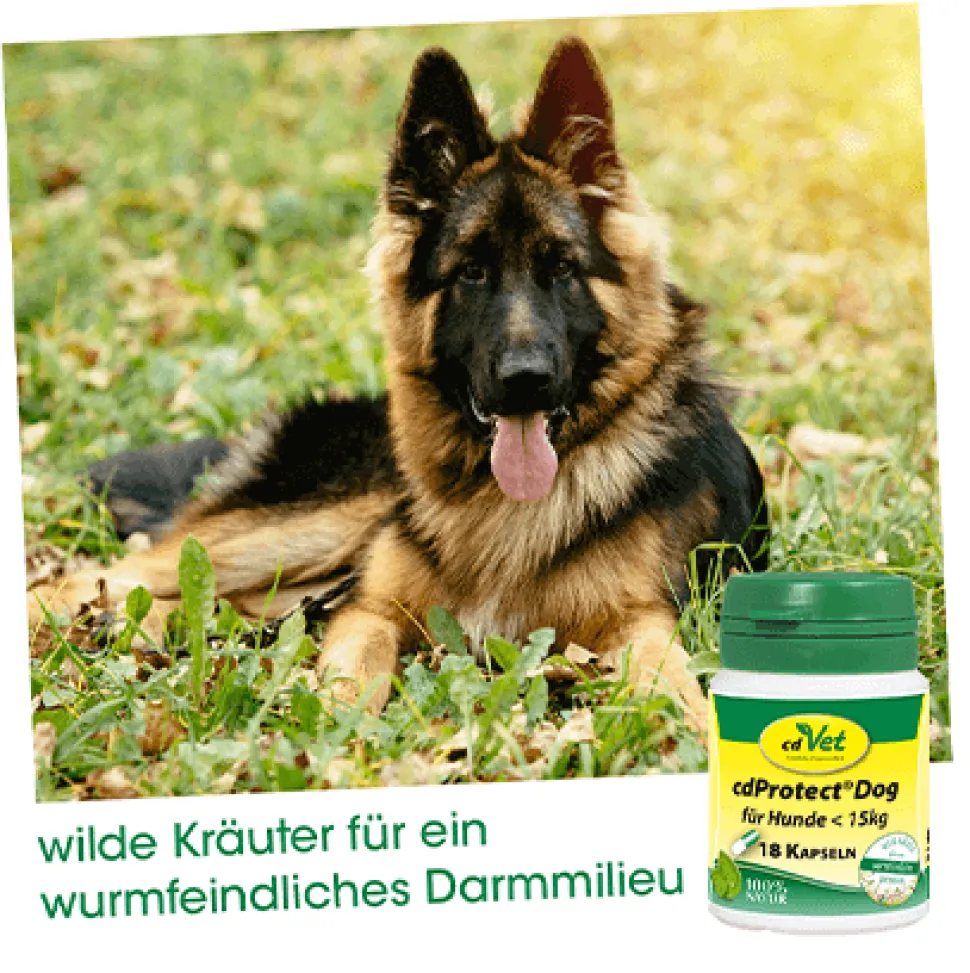 cdProtect Dog