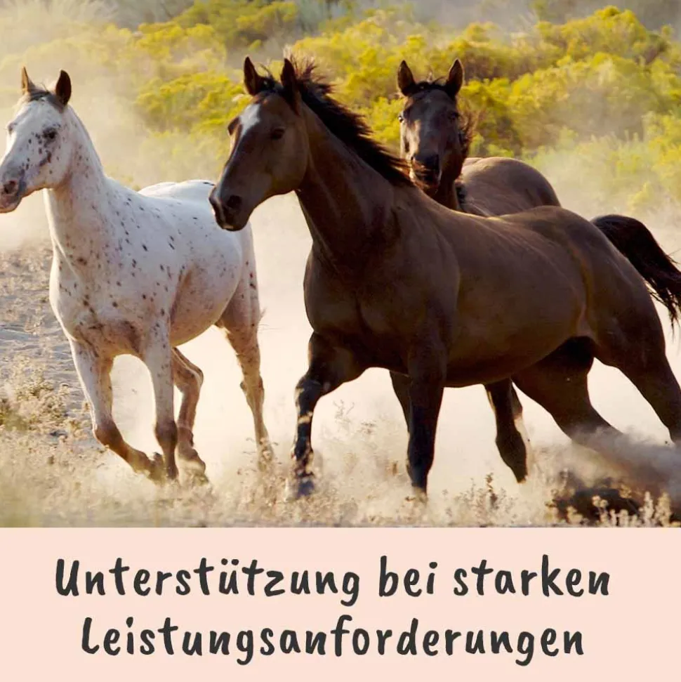 Singulares Ägyptisches Bio-Schwarzkümmelöl 50 ml